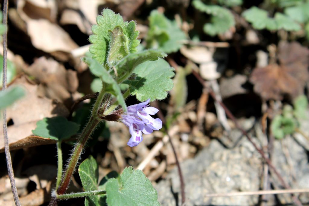 Glechoma hederacea
